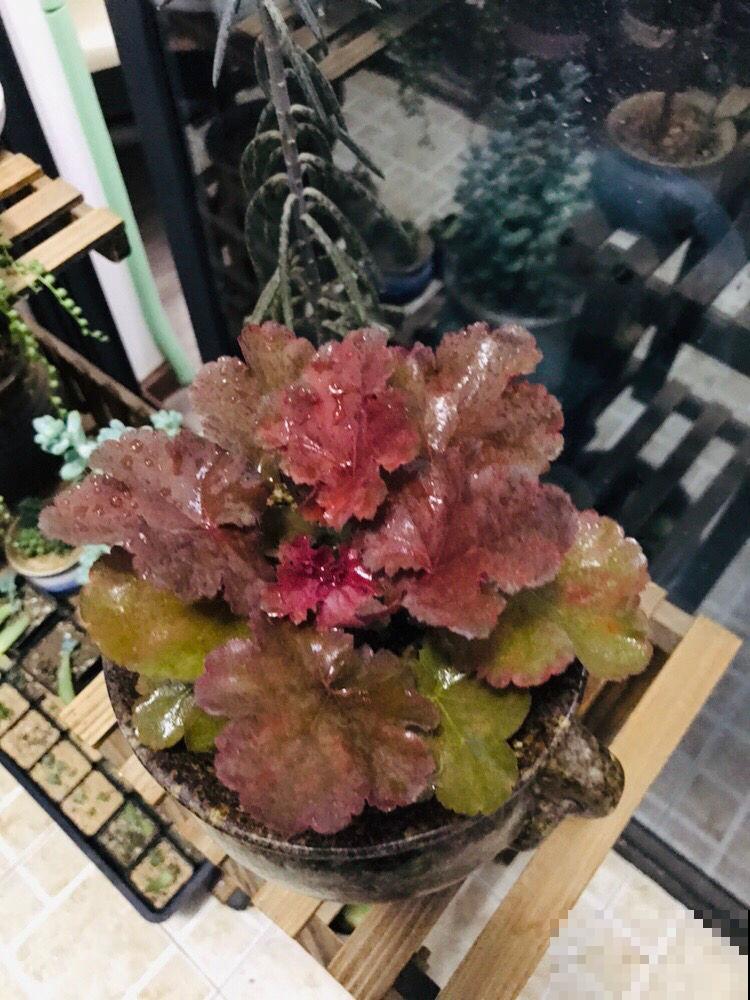 别养绿萝了，种棵彩色的耐阴草，比花还美100倍！