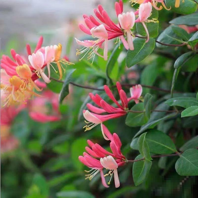 这花比茉莉还香，现在养夏天就能开，还省了一笔茶叶钱！
