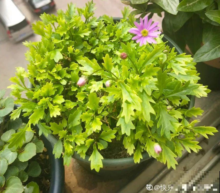 长寿花喷点它，很快复花，一茬接一茬的开！