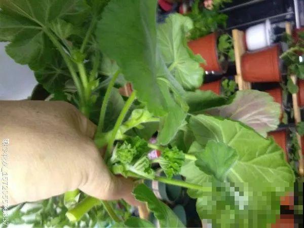 这花开完别剪，留个种最金贵，撒下能活一大片！