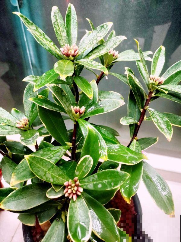 小镇上的瑞香花，一棵比澡盆还大，整条街都是香的！