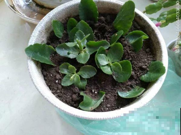 过完年，这花赶紧修剪、扦插，还能再开一茬！