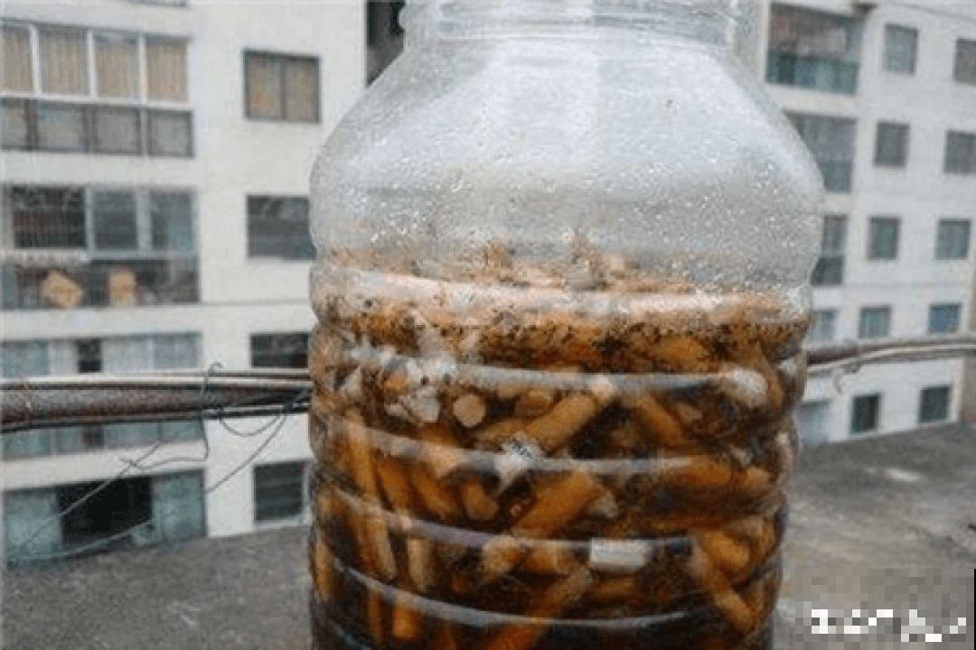 小心点，给花浇上84消毒液，直接活不过3天！