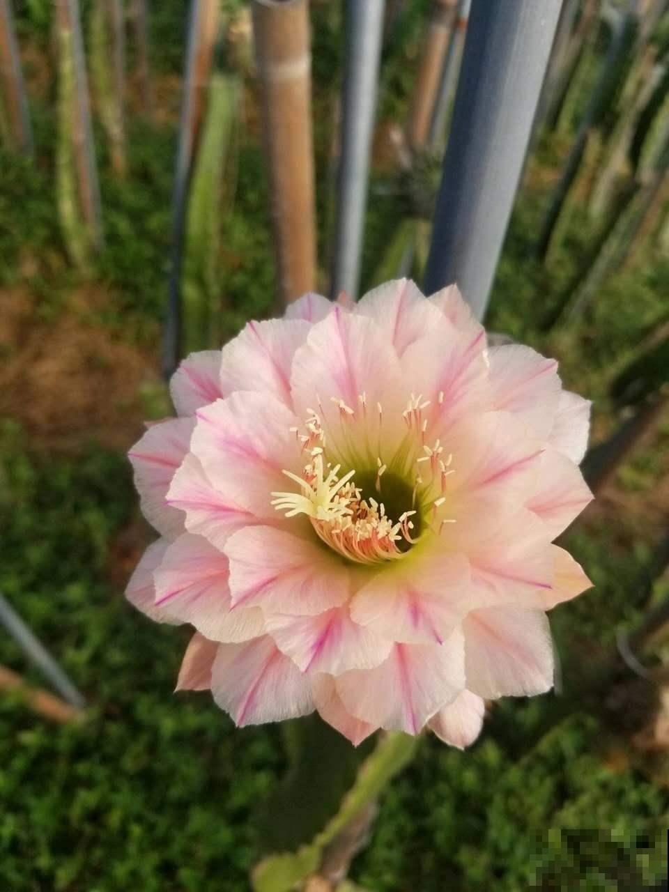 这花不开花没人看，一开花美翻了，邻居全都跑来看
