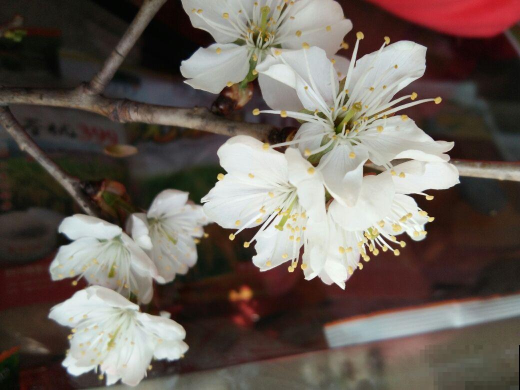 果树开花也惊艳，满枝花苞，香味清冽，你喜欢哪种？