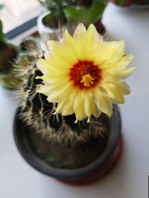 这花邻居养了三年都没开，放那没管竟开花，原来问题出在这