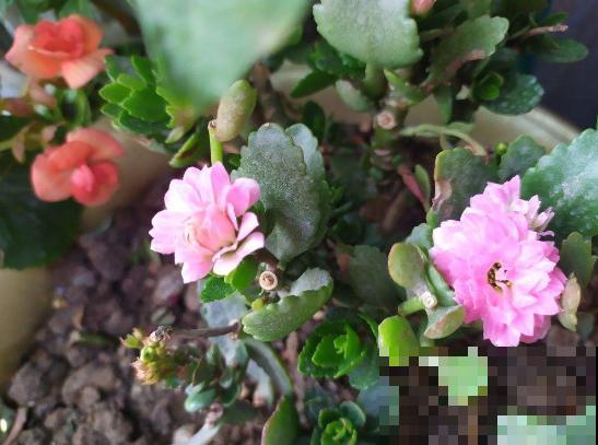 今日立春，家里有这些花，不要着急搬出去露养！