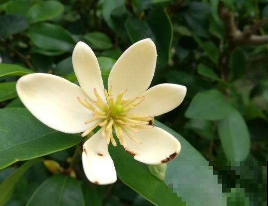 这8种“路边花”，春天最早开放，你能认出来几种？