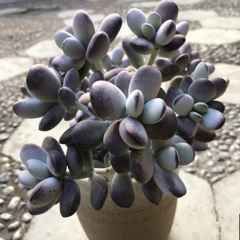 养这花浇水得注意，不能浇到叶子上，否则叶子烂精光