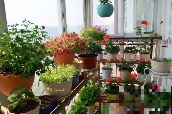 封闭阳台养花，就选这几种，开花事半功倍！