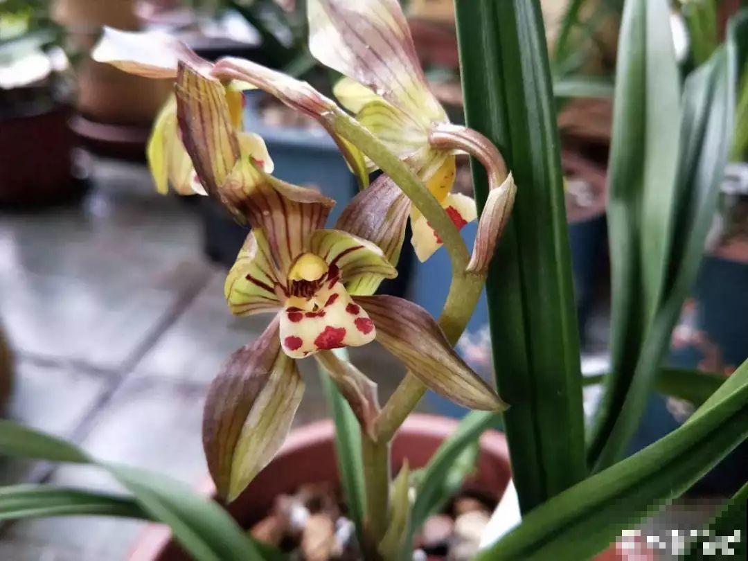 10种名贵兰花，春节养最美，花一开满屋子香气！