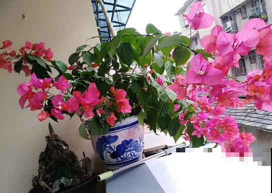 春天6种花要勤施肥，灌点自制肥水，满盆都在冒花苞！