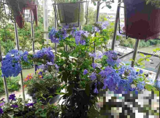 盘点我淘汰的各种花，当初花钱买了，后来含泪放弃……
