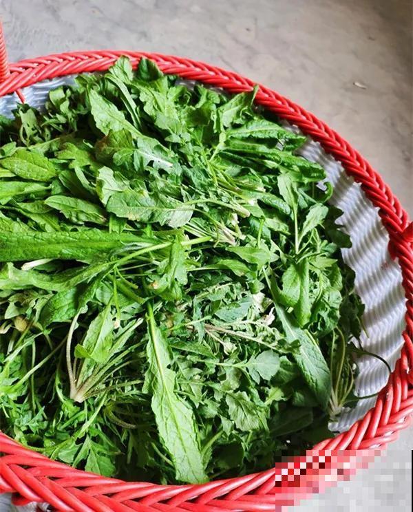6种野菜最好吃，春天一定不能错过，炒鸡蛋包饺子真美！