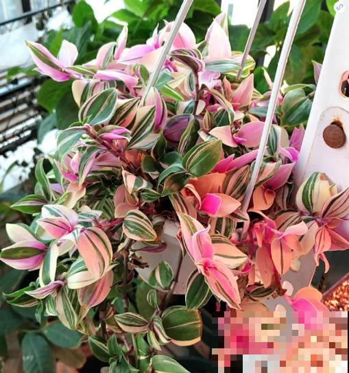 绿萝靠边站，现在流行养新式吊兰，一片叶子3种颜色！