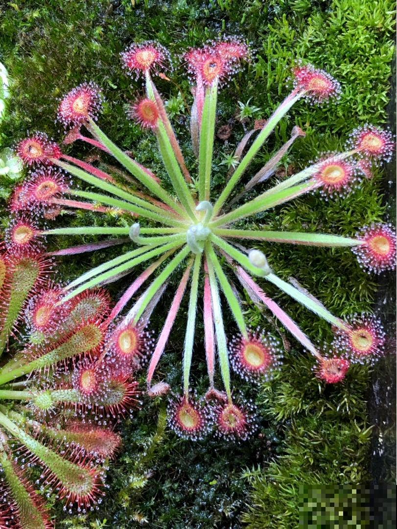小时候常见的野草，竟是“肉食”植物，真是太奇特了