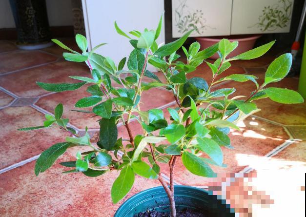 家里养杜鹃，一要湿、二要酸，叶子茂盛开花艳！