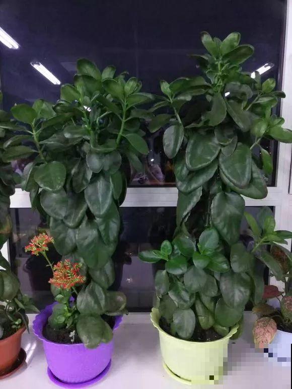 用长寿花盆里浇点它，叶片个个都巴掌大，长成2米“巨无霸”！