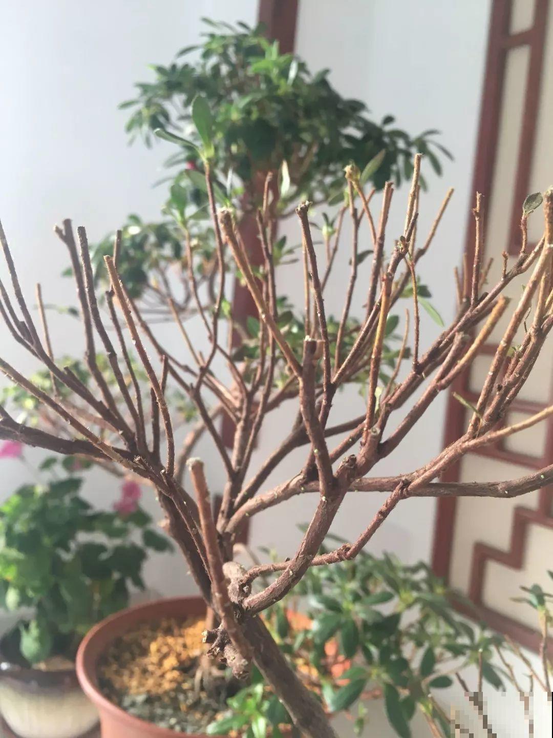 假期延长20天，家里的花全都蔫巴巴，抓紧救，还能活！