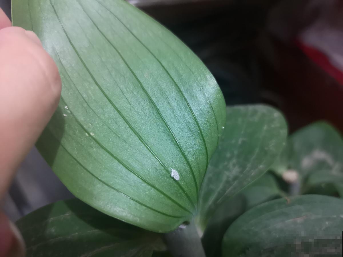 特烦人的蚧壳虫，爬的满叶子都是，用它擦叶子，虫子全掉光