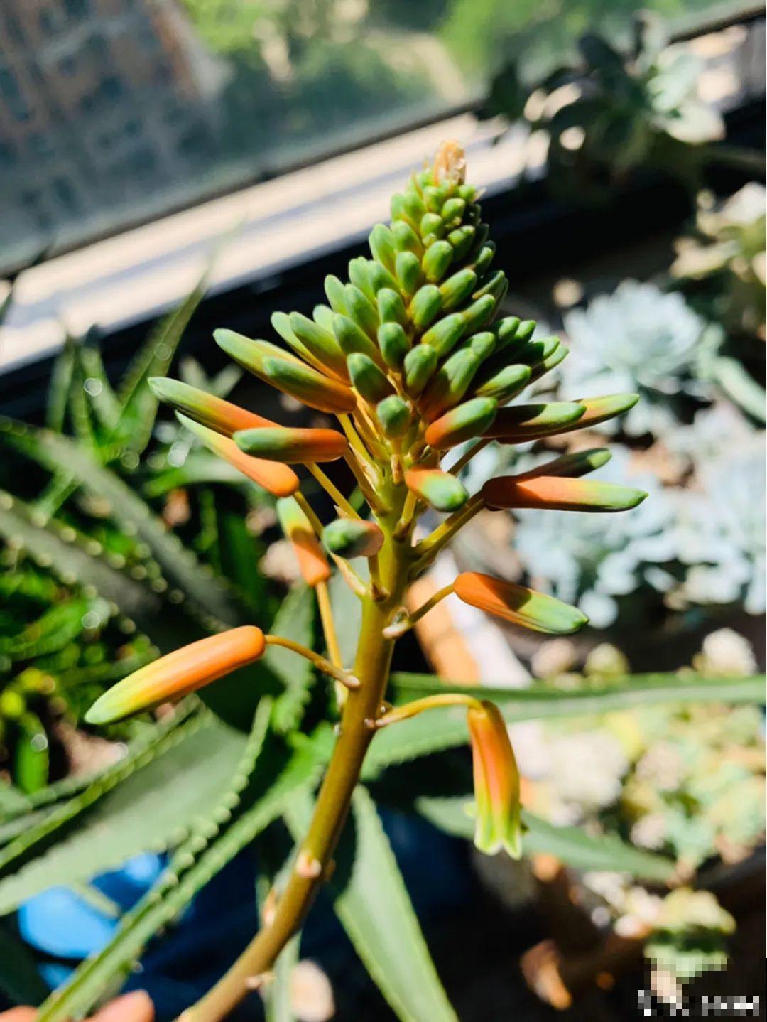 叶子像长寿，开花像绣球，这花的名字你还真想不到！