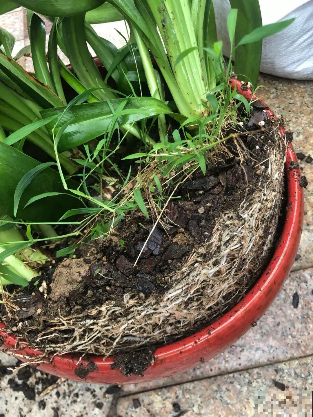 这花太能生，根系长满一轮胎，必须要换盆！
