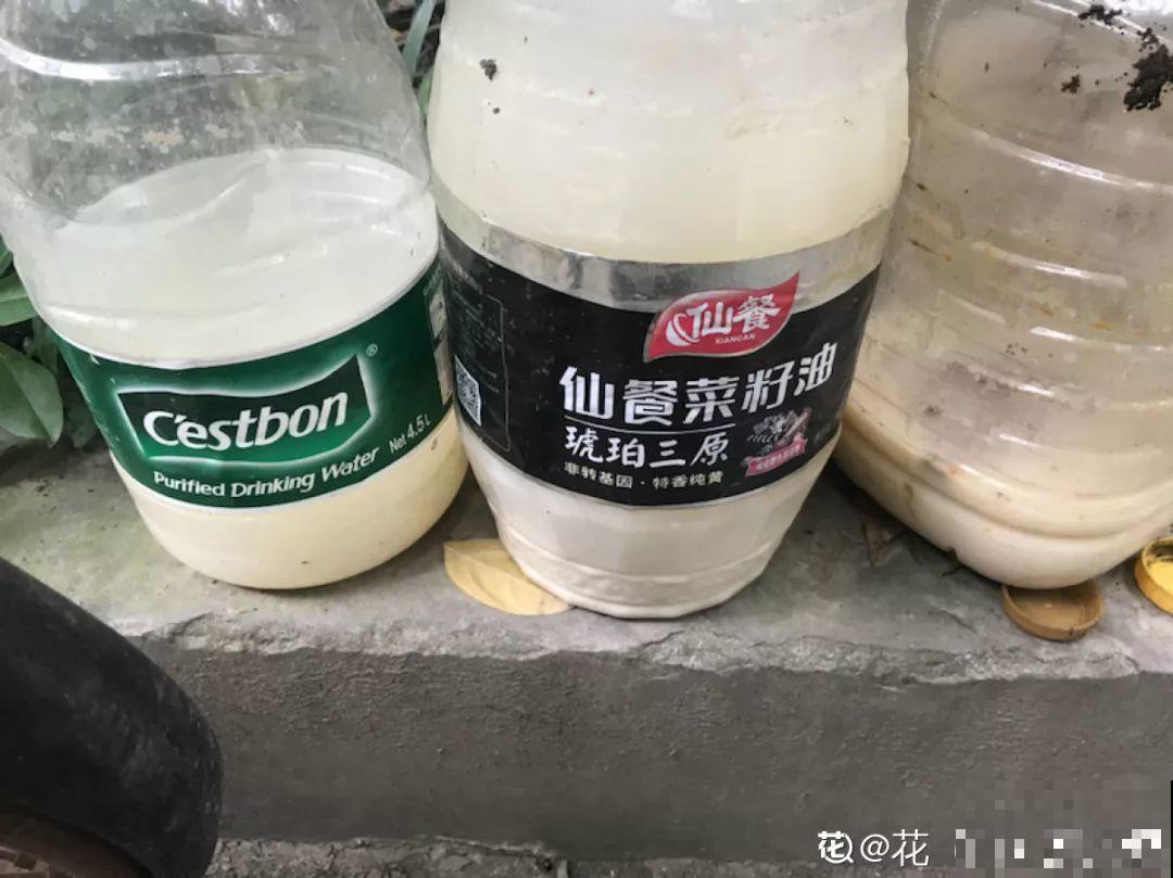 鸡蛋壳这么用，啥效果也没有，反而招了满盆小虫子！