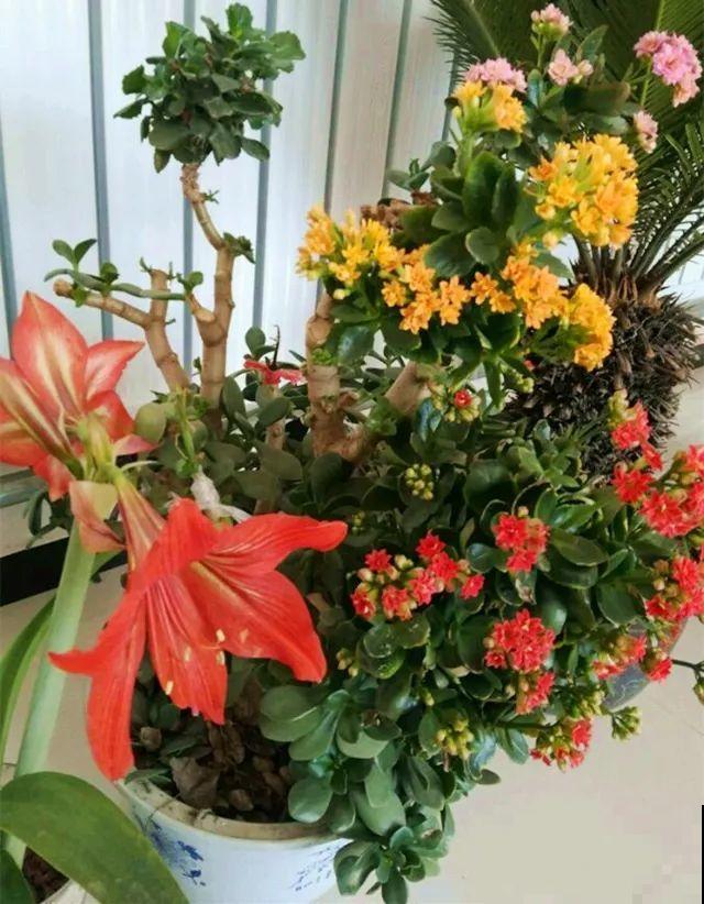 除了蟹爪兰，这花也能嫁接，开花的时候太美了！