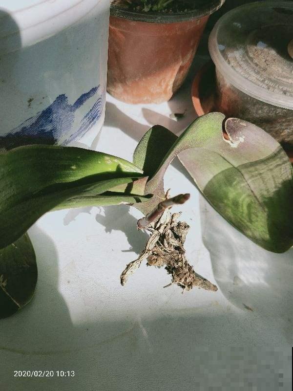 垃圾桶周围逛两圈，捡到3个宝，花和土都有了