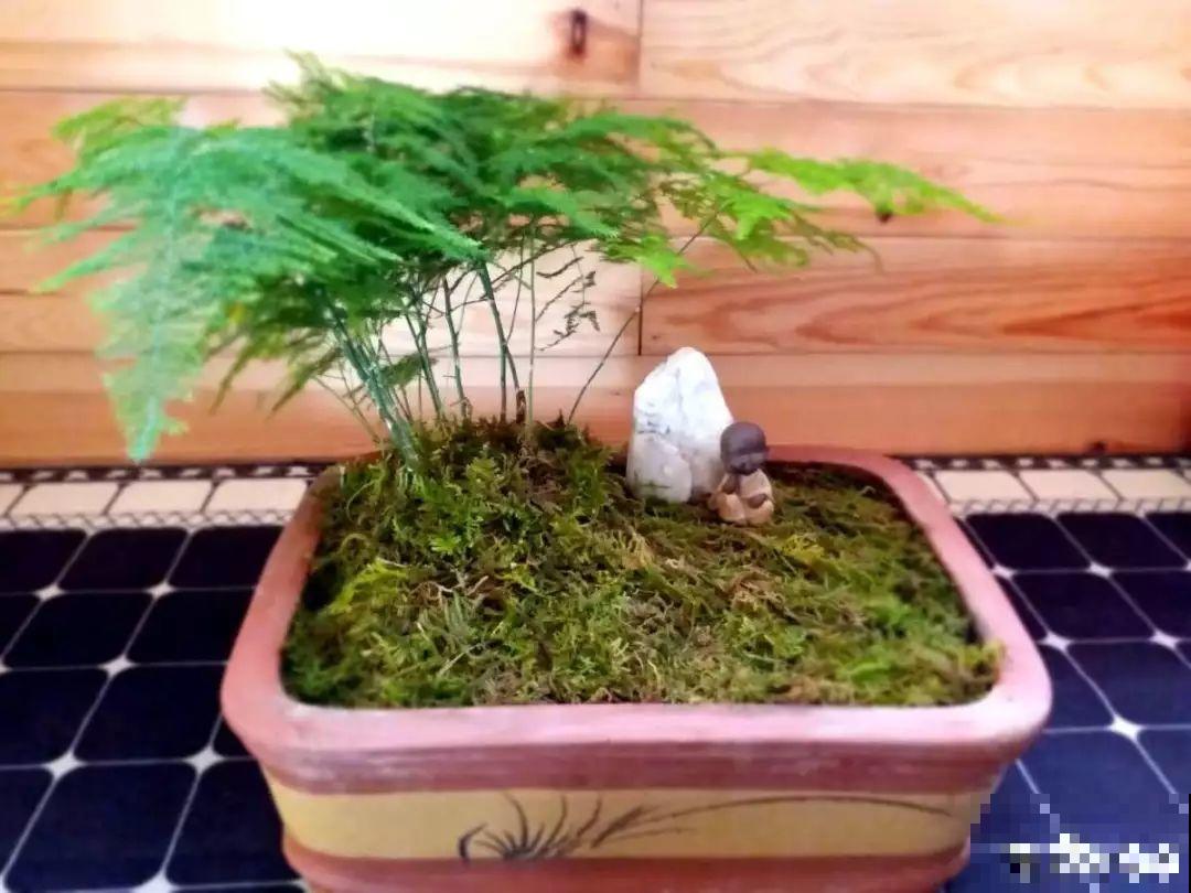 家里养这花，盆越小花越多，大冬天也能呼呼开！