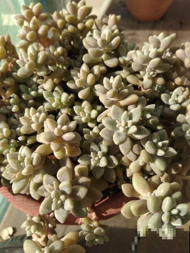 这花太好活，撸把叶子撒土里，3天生根，7天长芽