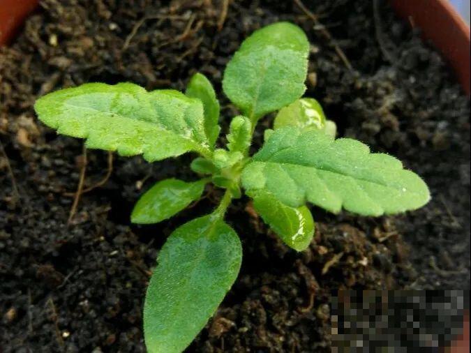 10种花，3月播种长最快，晚了还要等半年！