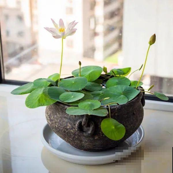 碗莲1个茶杯就能养，天热疯狂开花，香气飘满全家！
