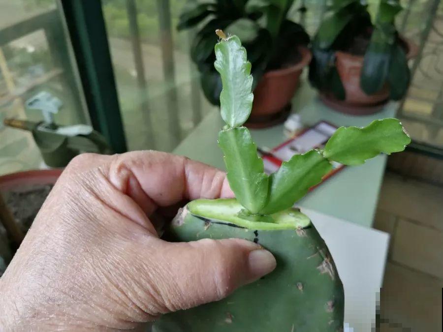 蟹爪兰插萝卜上，也能嫁接？这波操作还是头一回见！