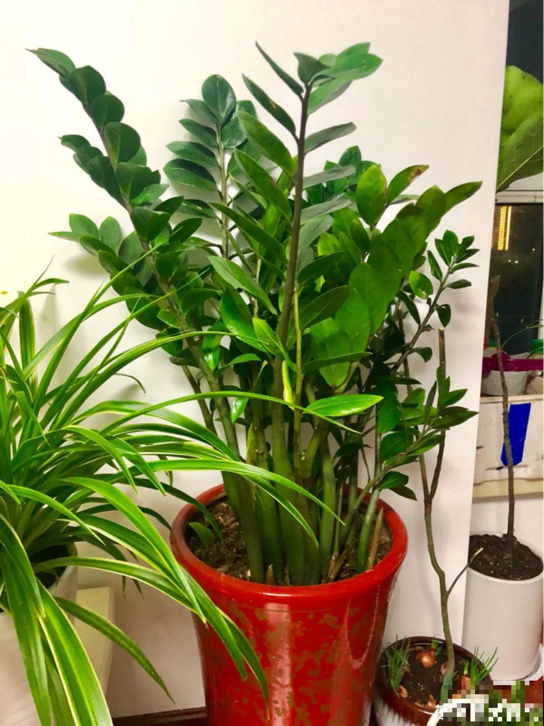18种过年花，随便挑着养，“鼠”你新年最有钱！