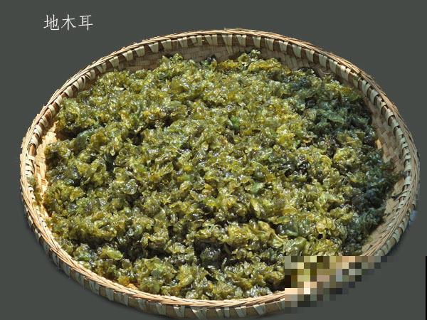 农村一种地皮菜，营养美味赛人参，包饺子贼香！