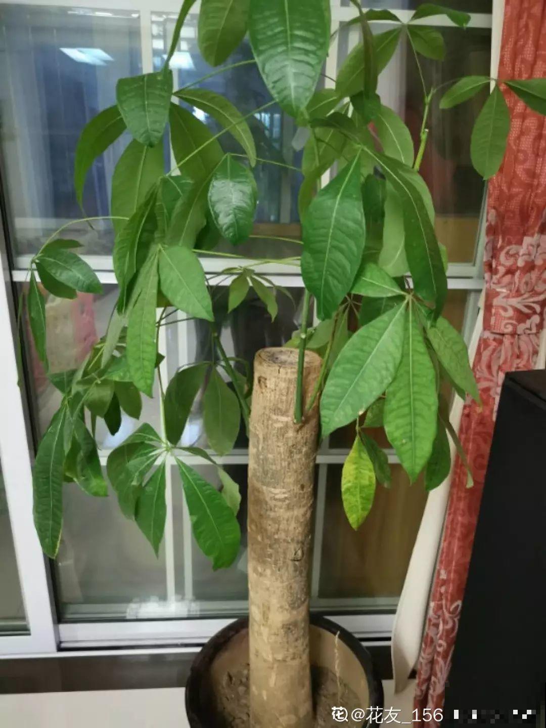 这花长到4米高，顶破屋顶太愁人，砍1刀冒出一圈芽！