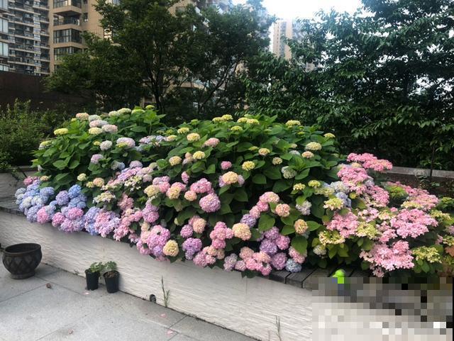 造花园，一定不能少这3种花，每一种都是当之无愧的开花机器！