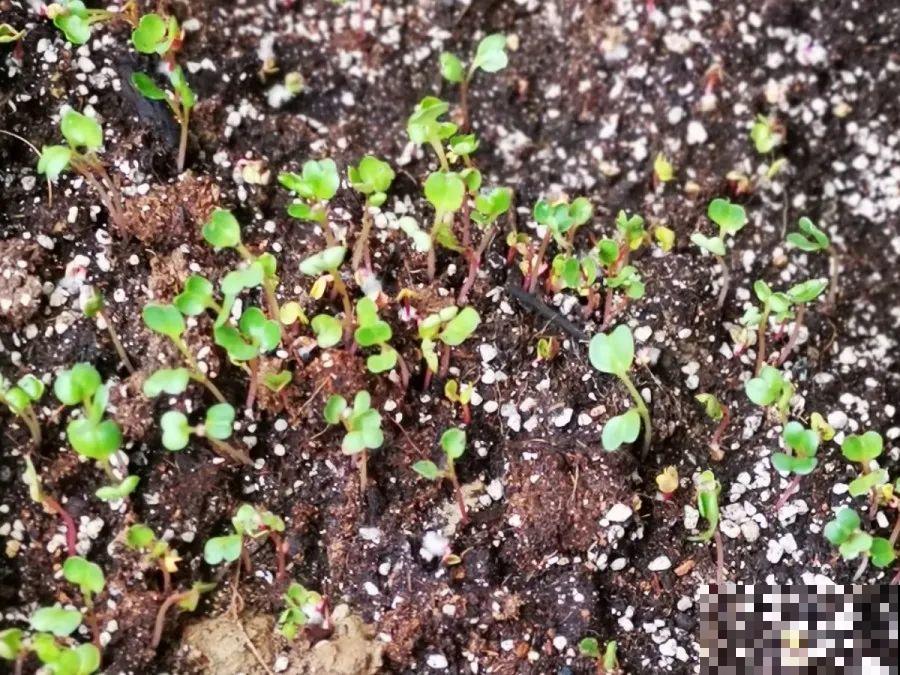10种花，3月播种长最快，晚了还要等半年！