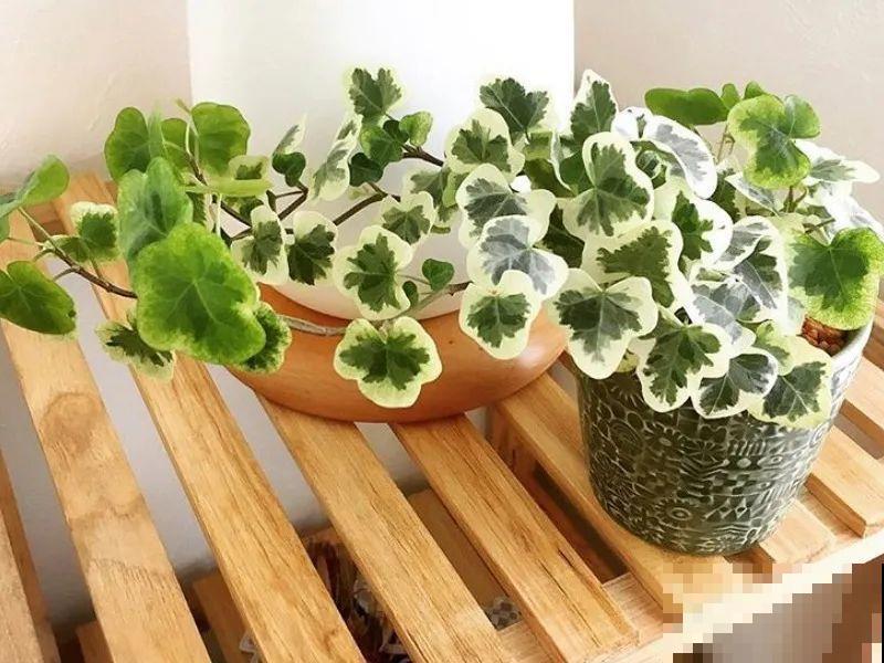 别养绿萝了，20种耐阴花，看一眼就喜欢上！