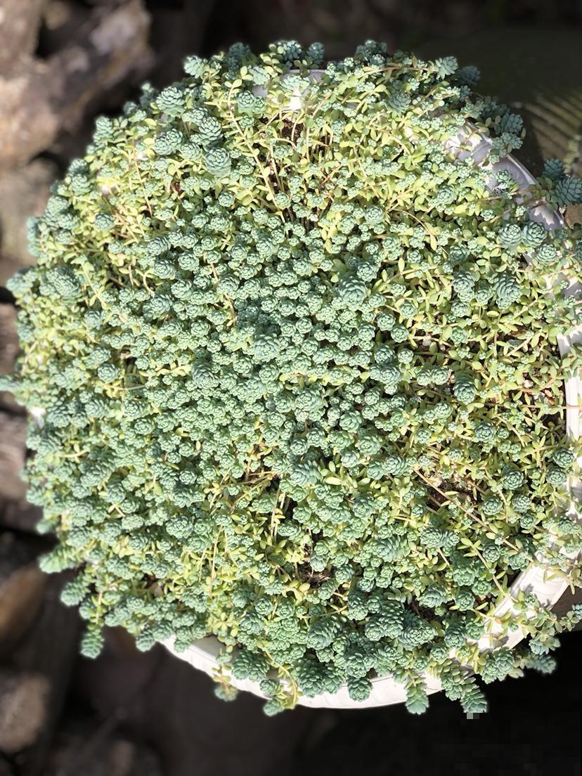 3种多肉，最适合养在阳台，蹭蹭冒芽，摁都摁不住