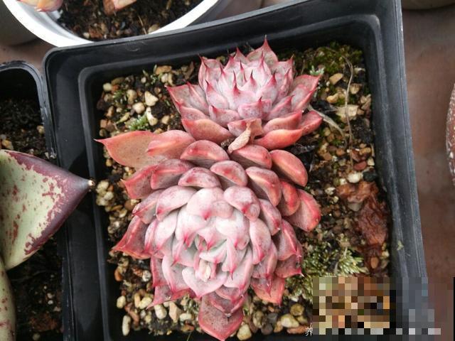 养了6年多肉，我是如何一步一步，从小白变成高手的！
