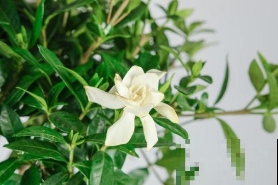 这2种花，开春坚决不能剪，剪了别想再看花！