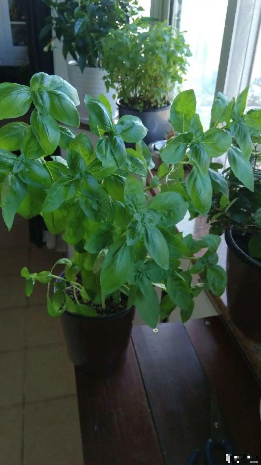 自带香味还能泡水喝的6种花，阳台养一盆，堪比小药箱！