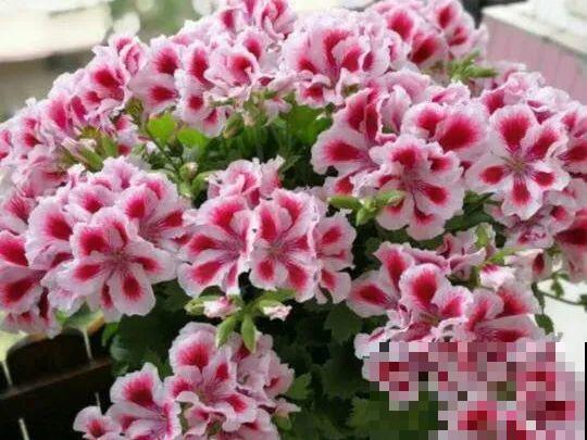3月开始，8种花随便养，开花多长得快，新手也能养爆盆！