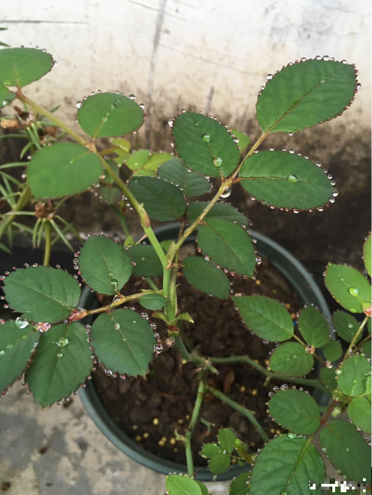 这花真奇怪，叶子总是吐水珠，不是生病是好事儿
