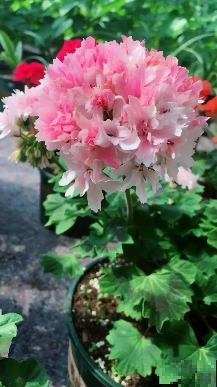 这花一旦重瓣，简直美爆了，怪不得人人爱！