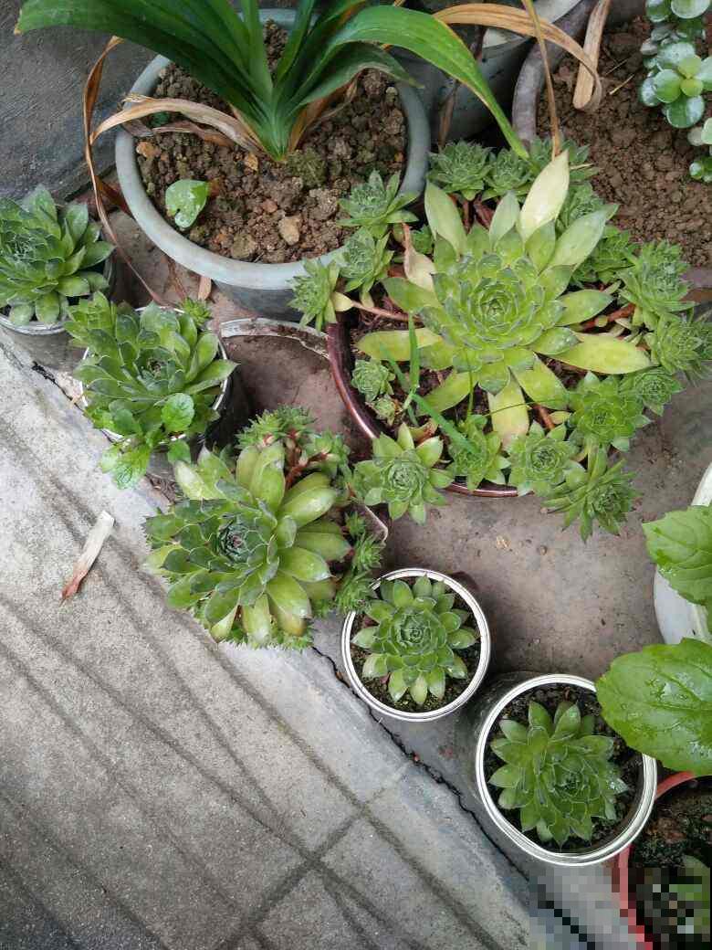 多肉砍头撸叶子，呼呼冒出10个头，越虐长得越旺！