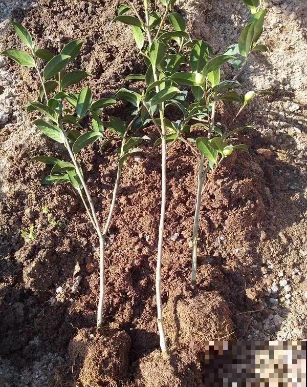3棵茶花绑一绑，1年变成大老桩，懒人也能养成！