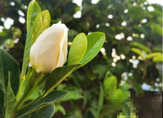 这2种花，开春坚决不能剪，剪了别想再看花！